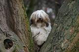 TERRIER DU TIBET 387